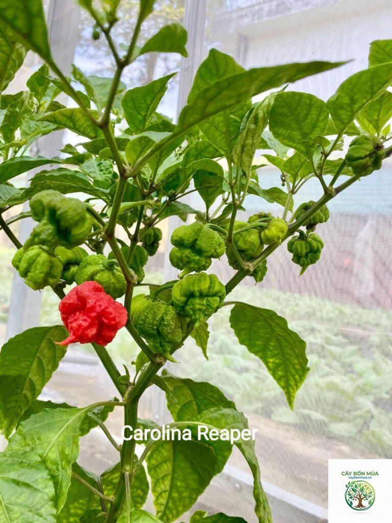cây ớt Carolina Reaper