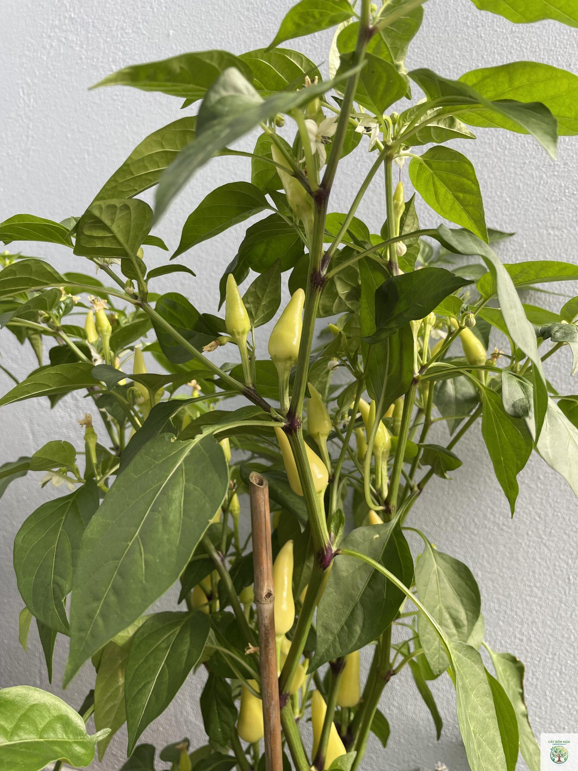 cây ớt Cascabel - Image 2