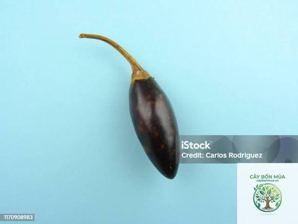 cây ớt Cascabel - Image 4