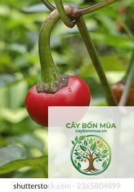 cây ớt Cascabel