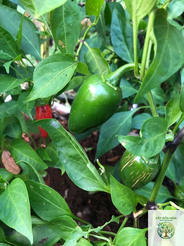 cây ớt Chipotle - Image 1
