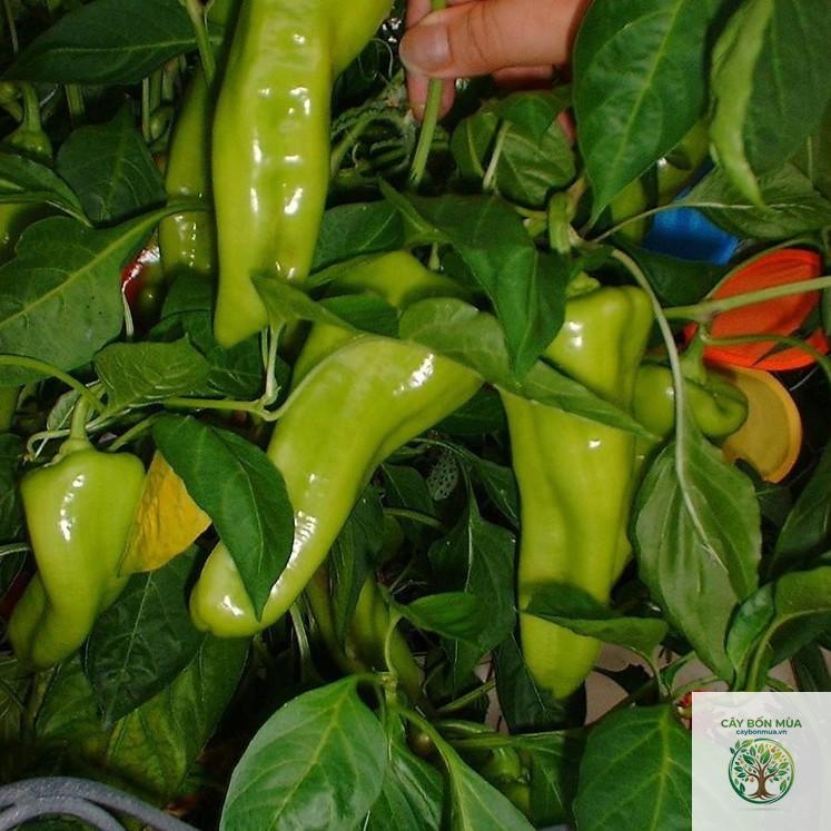cây ớt Cubanelle