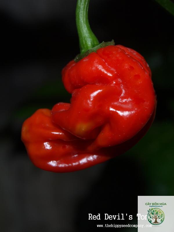 cây ớt Devil's Tongue - Image 2