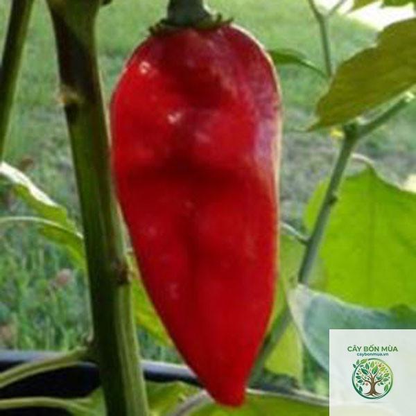 cây ớt Devil's Tongue - Image 3