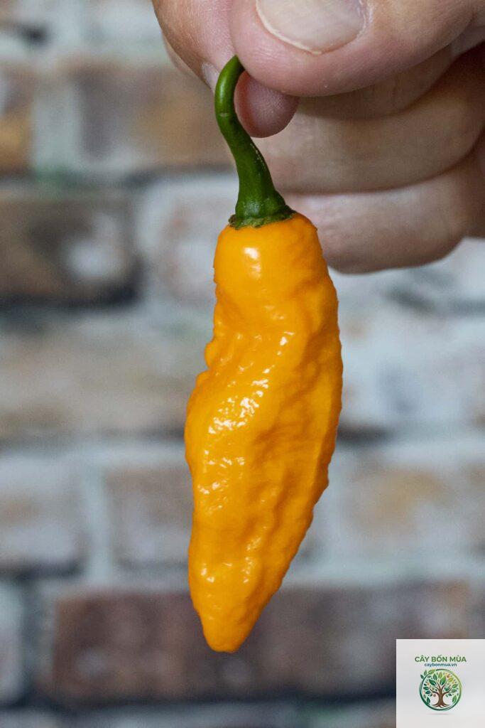 cây ớt Devil's Tongue