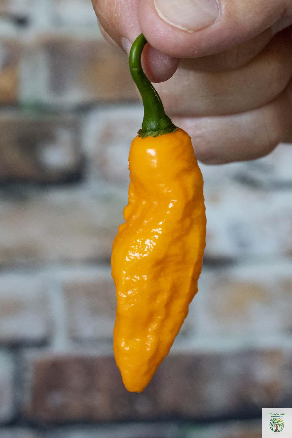 cây ớt Devil's Tongue - Image 1