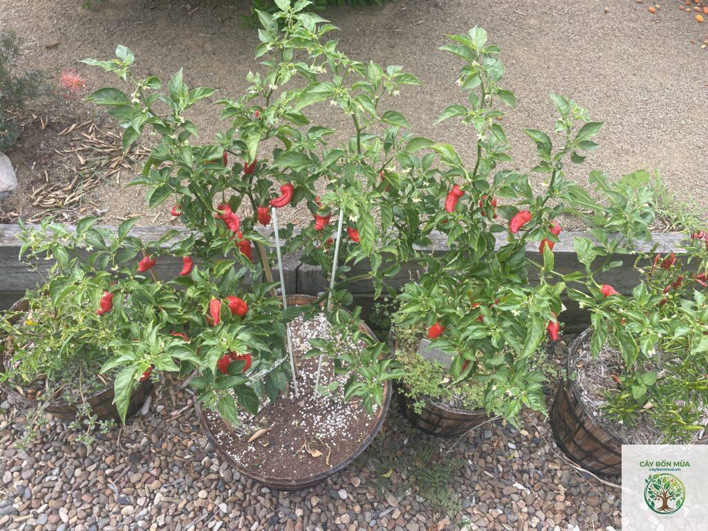 cây ớt Dorset Naga