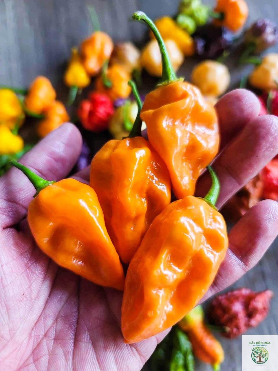cây ớt Fatalii - Image 2