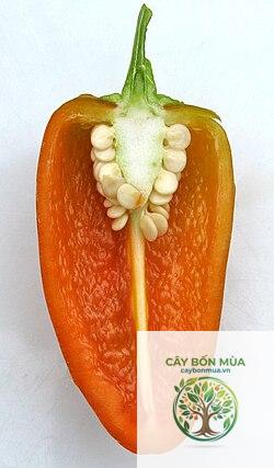 cây ớt Fresno