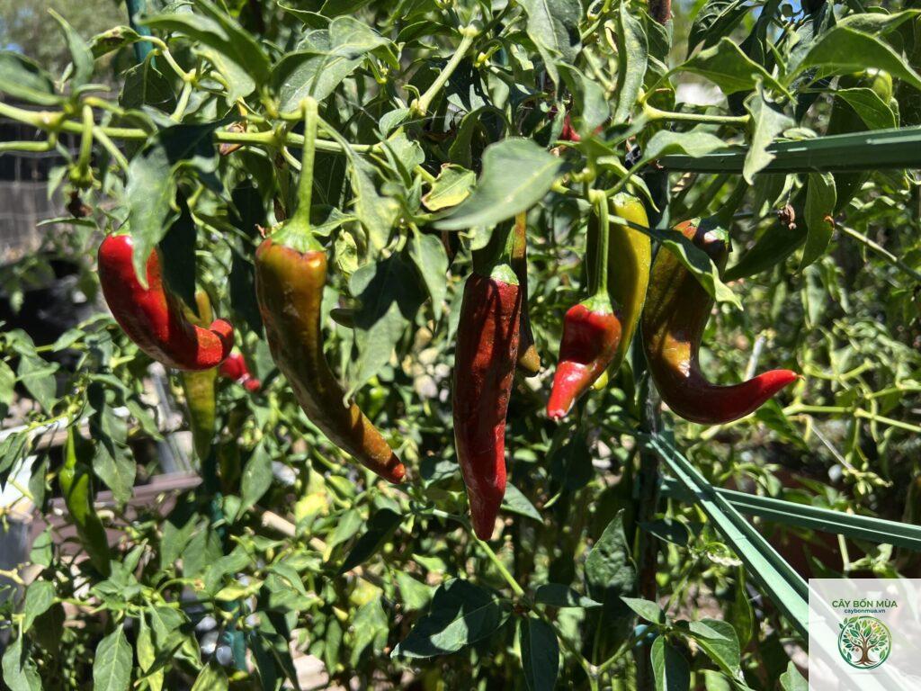 cây ớt Guajillo