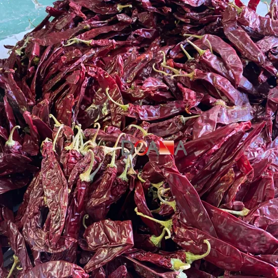 cây ớt Guajillo - Image 3