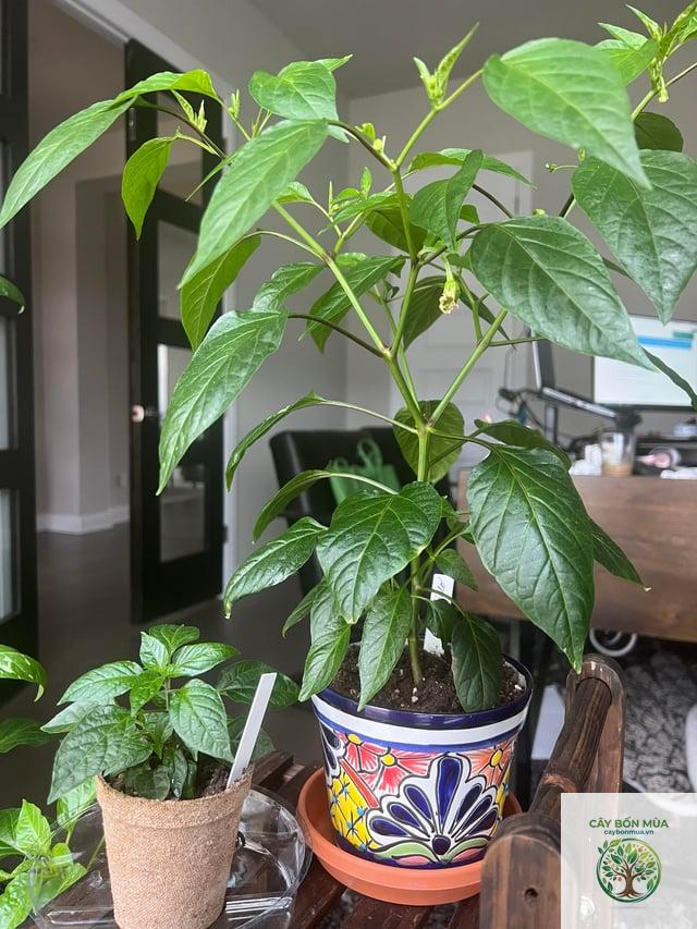 cây ớt Guajillo - Image 4