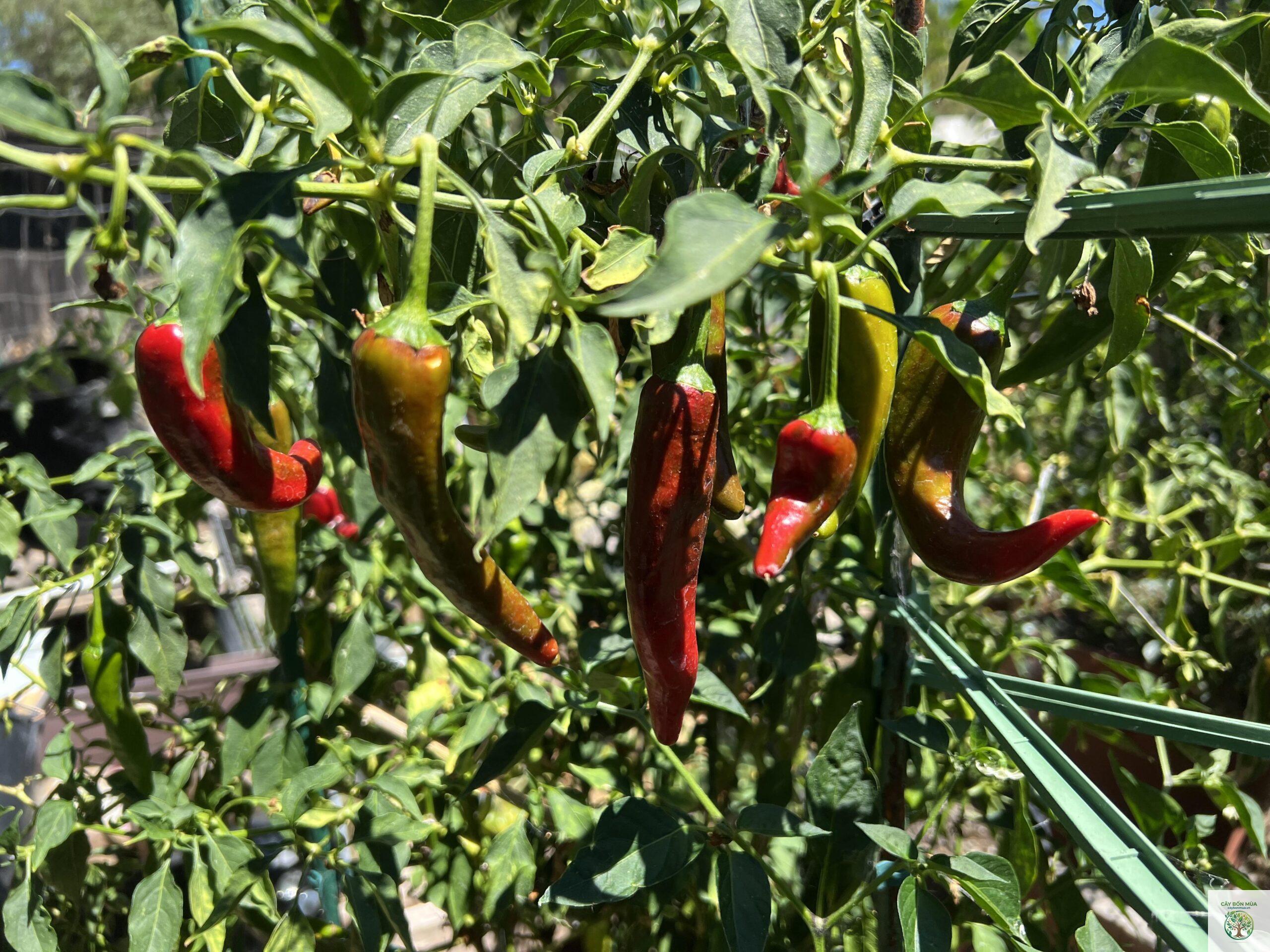cây ớt Guajillo - Image 1