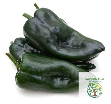 cây ớt Pasilla - Image 4