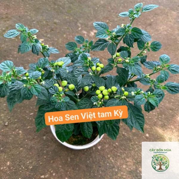 cây ớt Peri Peri - Image 4