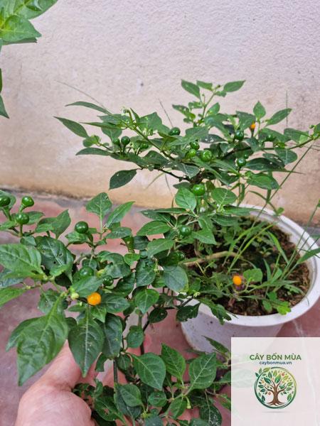 cây ớt Peri Peri - Image 5