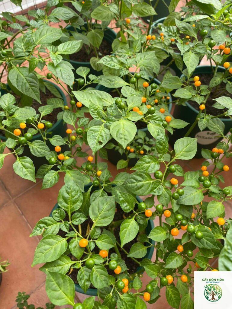 cây ớt Peri Peri