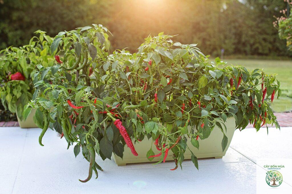 cây ớt Piquillo