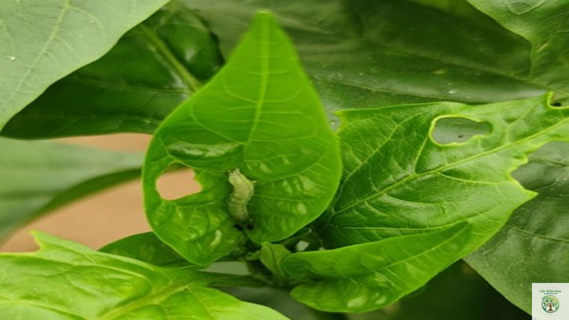 cây ớt Piquillo - Image 2