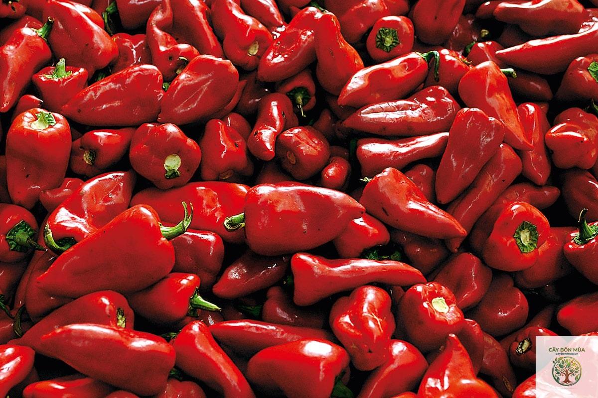 cây ớt Piquillo - Image 3