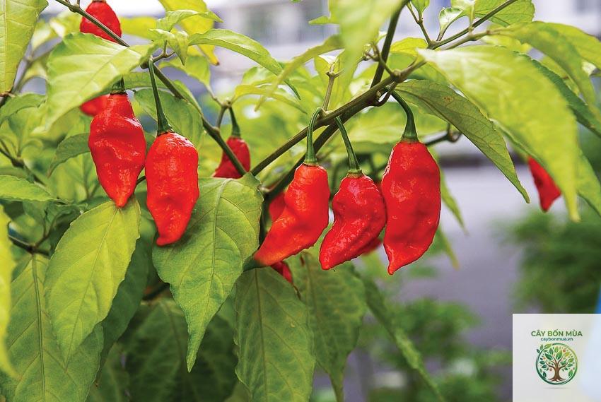 cây ớt Piquillo - Image 4