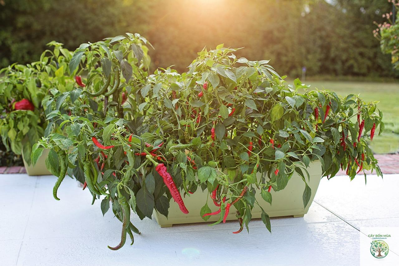 cây ớt Piquillo - Image 1