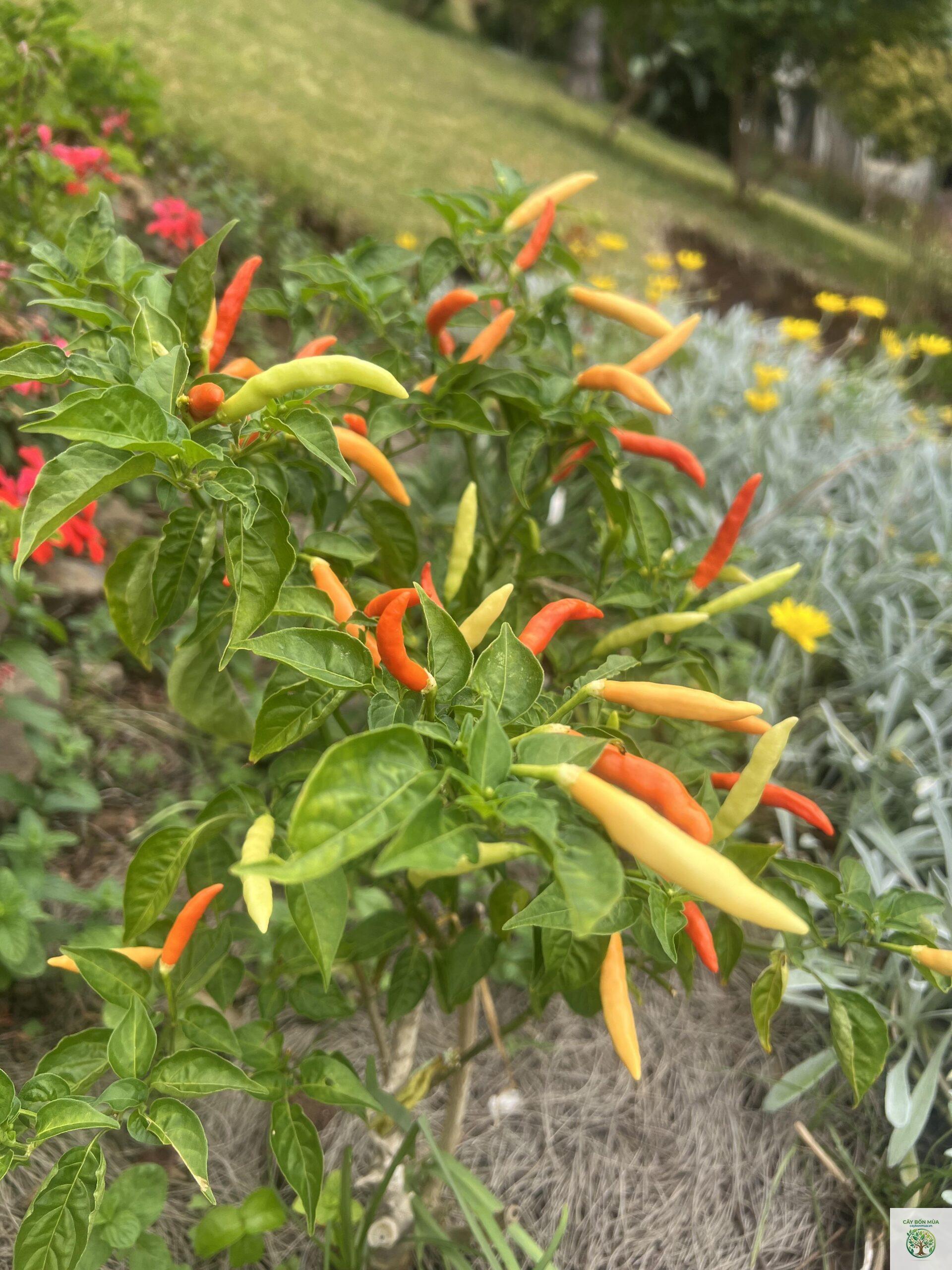 cây ớt Piri Piri - Image 2