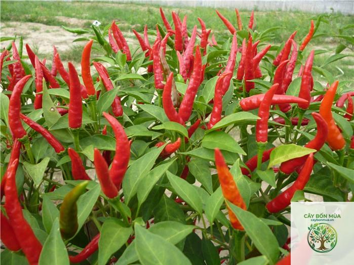 cây ớt Piri Piri - Image 4