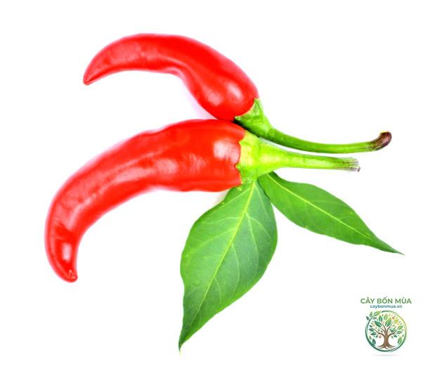 cây ớt Piri Piri - Image 5