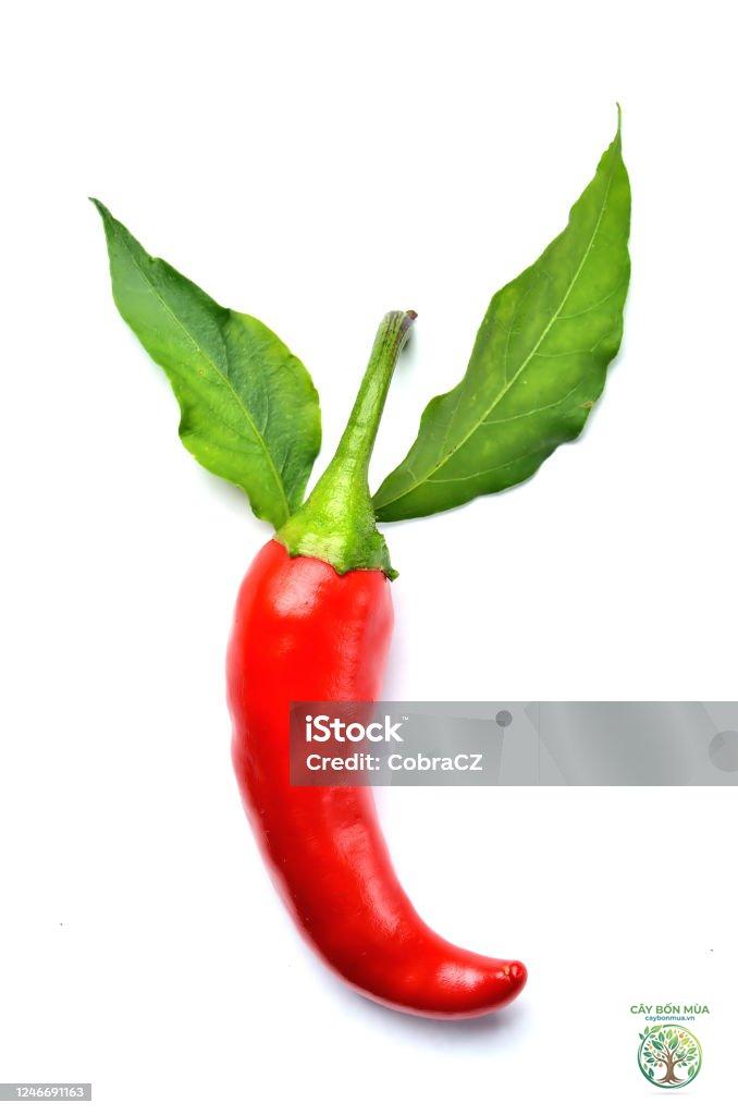 cây ớt Piri Piri
