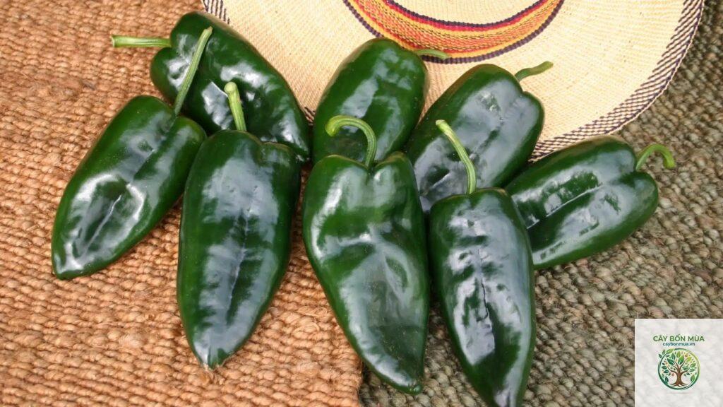 cây ớt Poblano