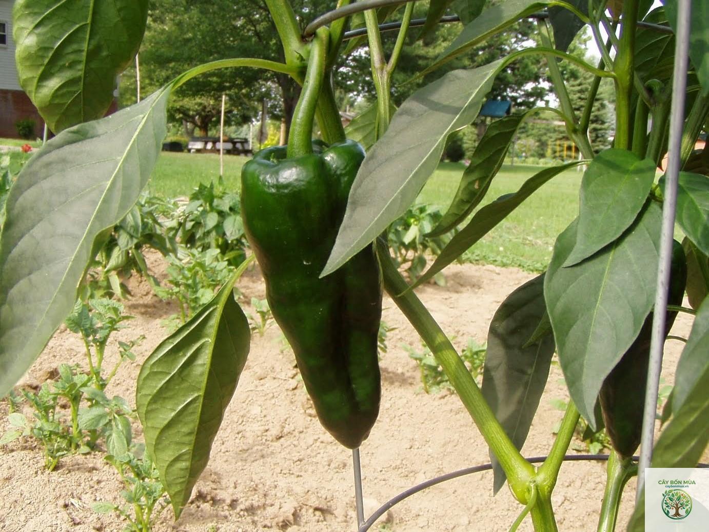 cây ớt Poblano - Image 5