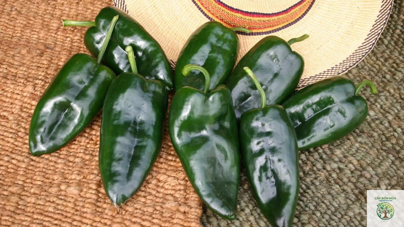 cây ớt Poblano - Image 1