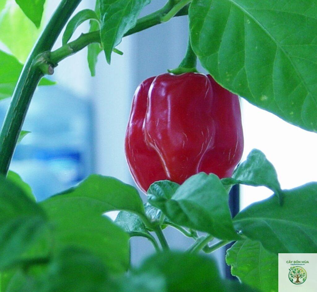 cây ớt Red Savina
