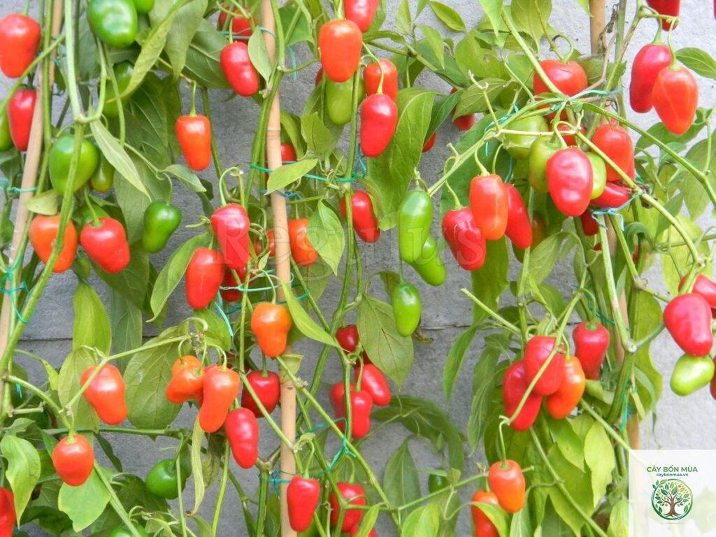 cây ớt Rocoto