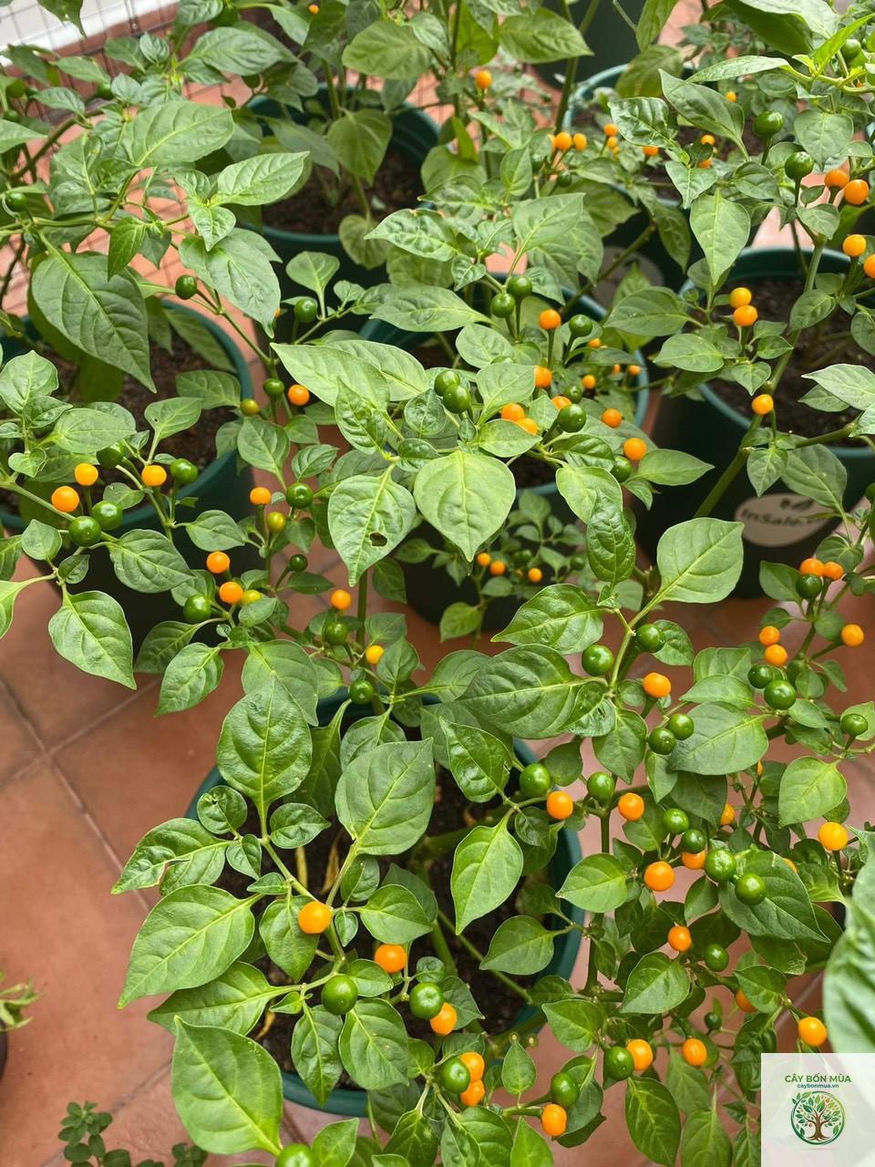 cây ớt Rocoto - Image 5