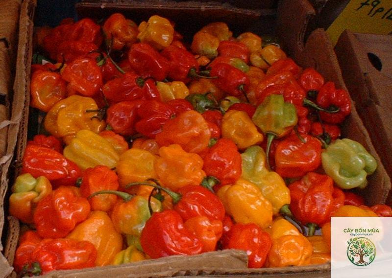 cây ớt Scotch Bonnet - Image 2