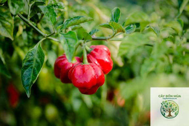 cây ớt Scotch Bonnet - Image 3