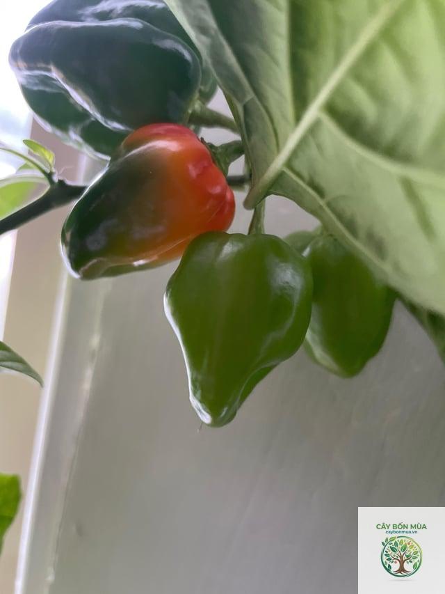 cây ớt Scotch Bonnet - Image 4