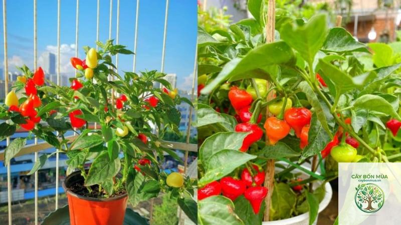 cây ớt Scotch Bonnet - Image 5
