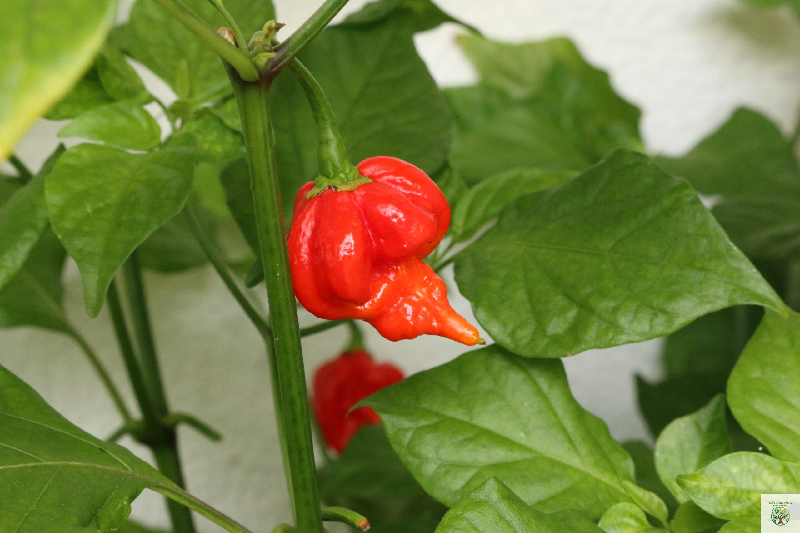 cây ớt Trinidad Moruga - Image 2