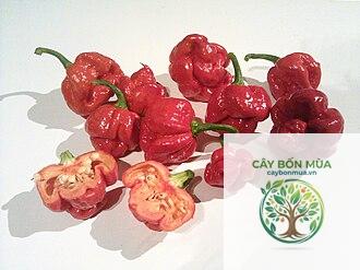 cây ớt Trinidad Moruga