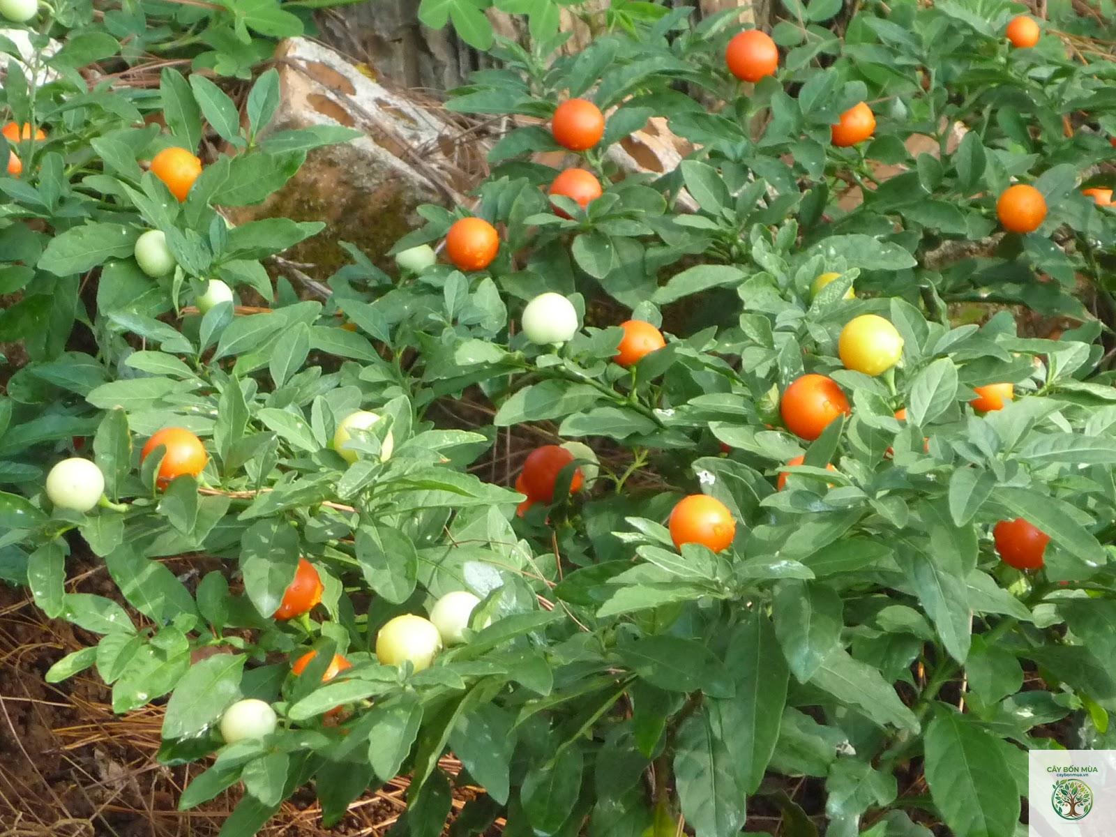 cây ớt cá - Image 2