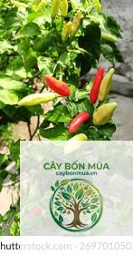 cây ớt cayenne - Image 3