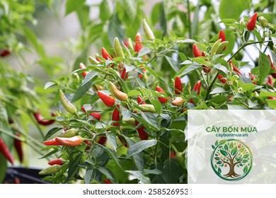cây ớt cayenne - Image 4