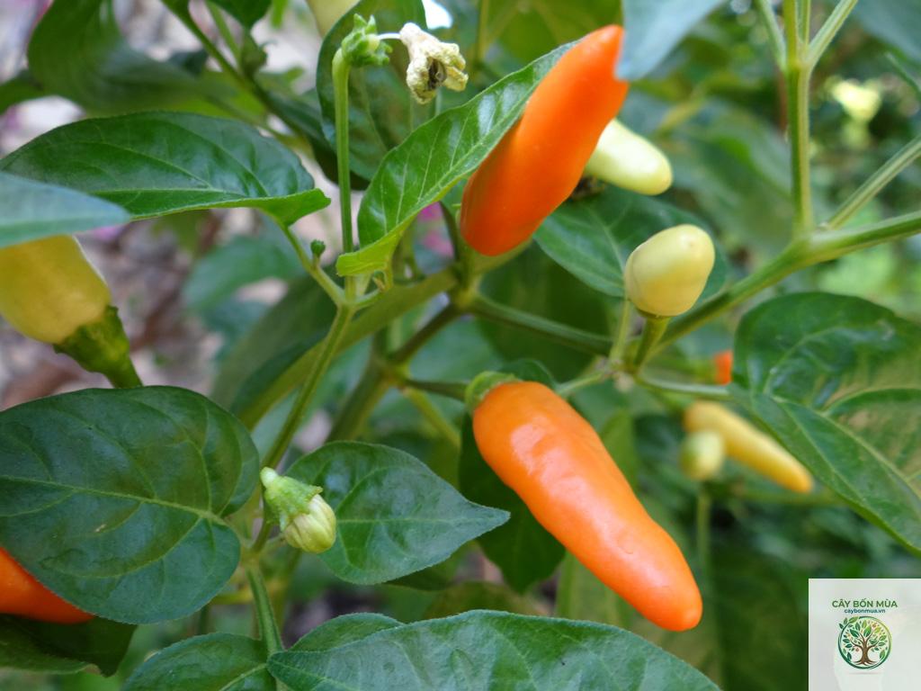 cây ớt cayenne