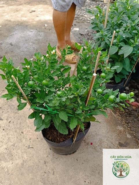 cây ớt cherry - Image 1