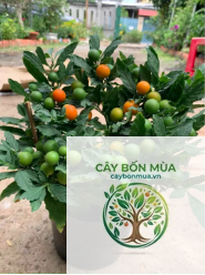 cây ớt cherry - Image 2