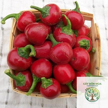 cây ớt cherry - Image 3