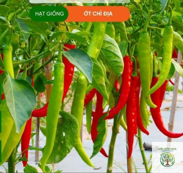 cây ớt chỉ địa - Image 2